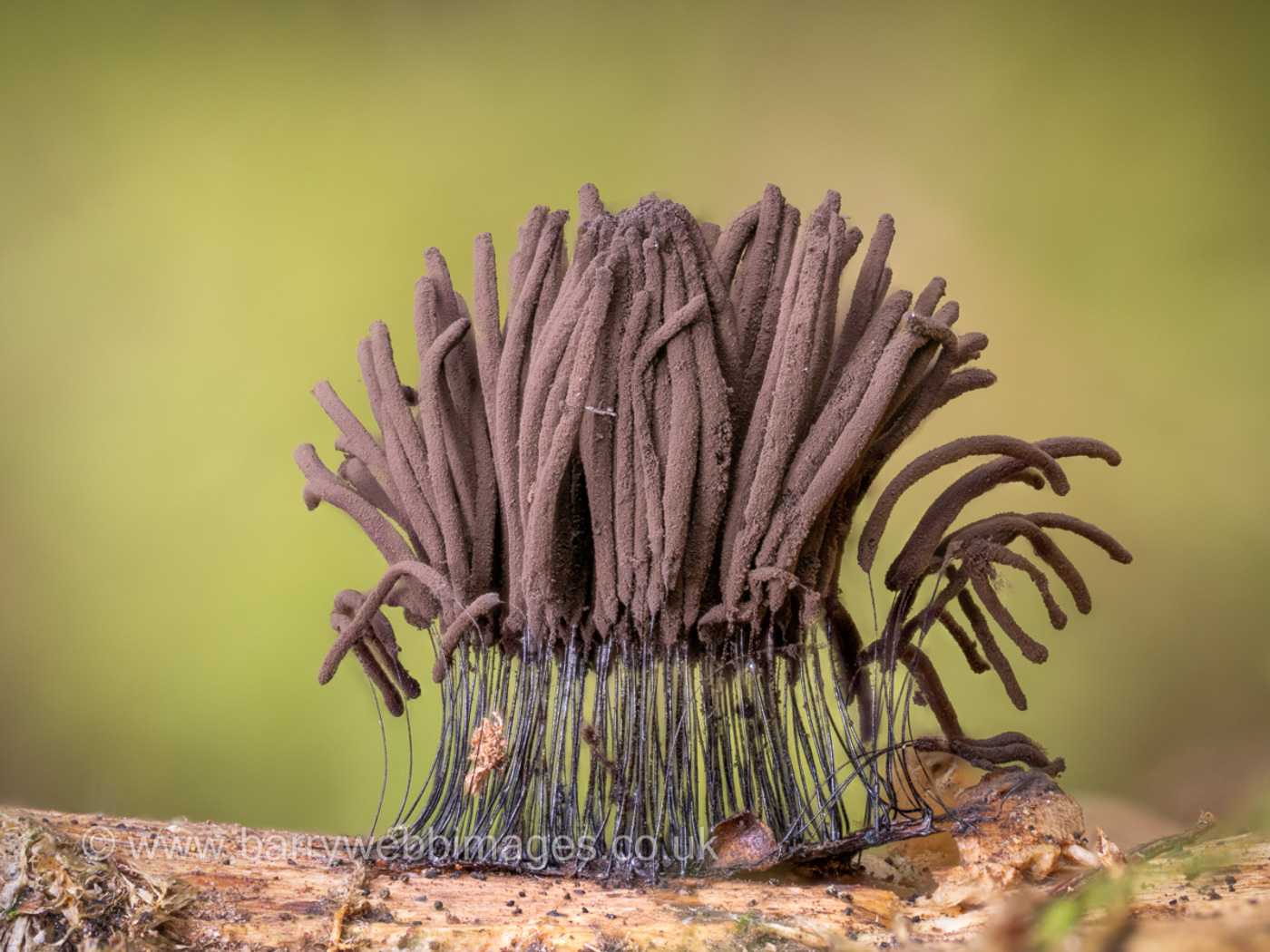 Photo © Barry Webb FRPS Stemonitis fusca by Barry Webb FRPS